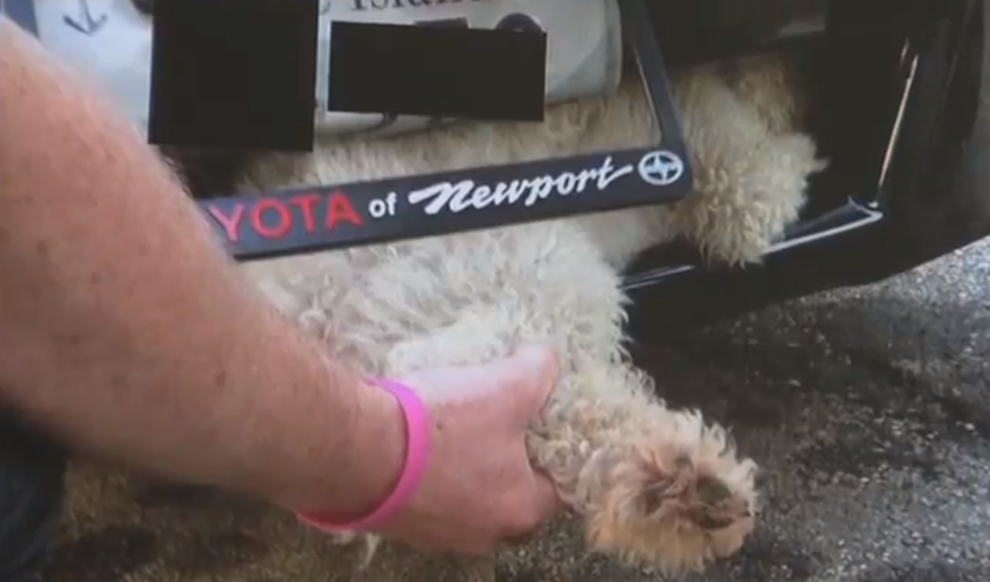 överlevde, Bil, Grill, Hund, Krock